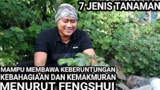 7 Tanaman Pembawa kekayaan Dan kemakmuran Menurut Fengshui Di Tahun ini