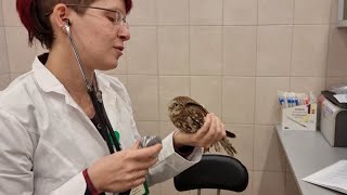 Осмотр домового сыча Коробочки у @RedTabby Очень невозмутимая сова