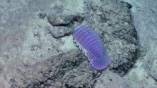 Giant Periwinkle Isopod - 2014 | Nautilus Live (Remastered!)