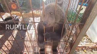 Russia: Bear cub rescued in the Arkhyz moved to rehabilitation centre