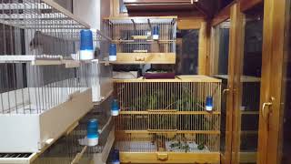Мои птицы: 14.05.19 часть 02