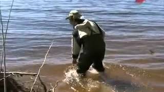 Хищник не спортивно. Поставуша