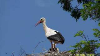 Cigognes Restera t-il un chant d'oiseau Jean Ferrat