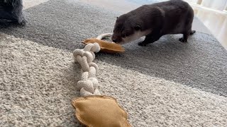 カワウソさくら カワウソのすごく好きそうなものがなぜかすごくビビるものに otter gets scared