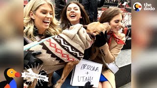 Rescue Pit Bull Once Tied to Pole Now Kissing People From All 50 States | The Dodo Pittie Nation