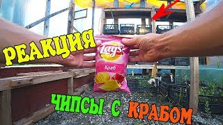 РЕАКЦИЯ АКВАРИУМНЫХ РЫБОК НА ЧИПСЫ С КРАБОМ!!!