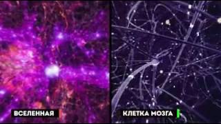 Вселенная внутри нас