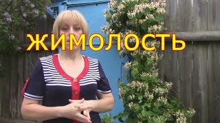 жимолость