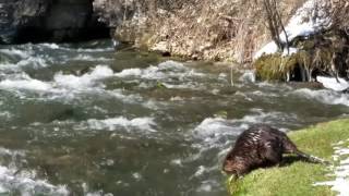 Beaver encounter- swam to within three feet of me.