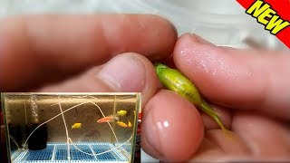 Как отнерестить данио глофиш и сцедить икру! Spawning aquarium fish