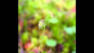 ТИАРЕЛЛА, ТЕЛЛИМА, МИТЕЛЛА  (TIARELLA, TELLIMA, MITELLA)  сем. Камнеломковые
