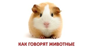 Как говорят животные. Развивающее видео для самых маленьких