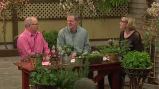 Woody Wonders: Rhodos and Azaleas