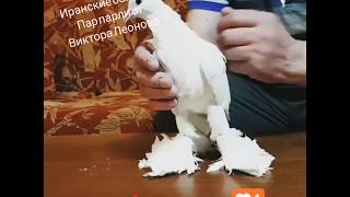 Иранские голуби порода пар парли.