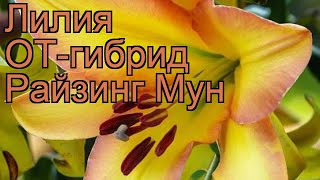 Лилия от-гибрид Райзинг Мун ? обзор: как сажать, луковицы лилии Райзинг Мун