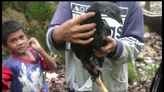 Berburu Ayam hutan Hitam lebih besar dari Ayam Bangkok langsung di bakar