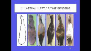 Part I - Q&A Webinar Straightness Training - Marijke de Jong