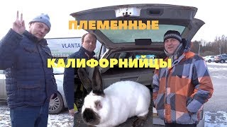 Калифорнийские кролики из Прибалтики, встреча с кролиководами Литвы