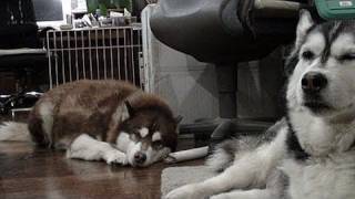 Husky singing children　ハスキーと子供　もうじきアウアウ