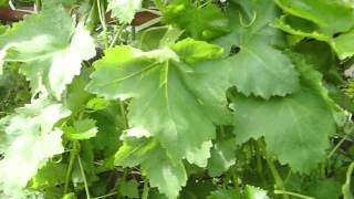 Grape Leaves Recipe