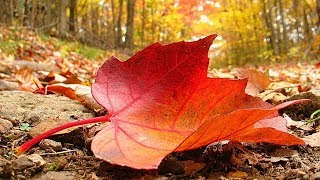 Гавайские гитары - Опавшие листья
