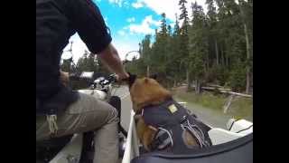 Ural dog as monkey.