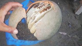 মধুর হাড়ির রহস্য। হাড়িতে অসাধারণ মৌ-পালন।