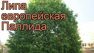Липа европейская Паллида (tilia x europaea pallida) ? обзор: как сажать, крупномеры липы Паллида