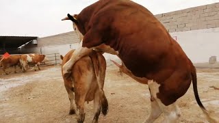 Bulls and cows mating in farm #part 24- Daily Farming 2019