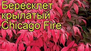 Бересклет крылатый Чикаго Фаер. Краткий обзор, описание характеристик euonymus alatus Chicago Fire