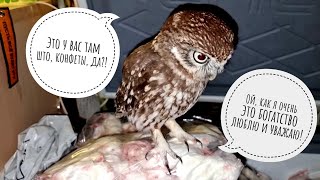 Сыч в шоке! Тайна совиной котомочки раскрыта! Совёнок Лучик раскрыл запас вкусного и новый талант!