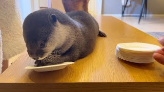 カワウソと「わんこそば」ならぬ「わんこチキン」やったら大はしゃぎだった I played wanko chicken with an otter and he was so excited.