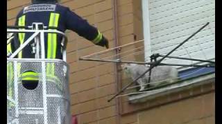 RESCATE DE GATO POR BOMBEROS.