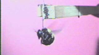 Flight metabolism in carpenter bees and primary structure of their hypertrehalosaemic peptide