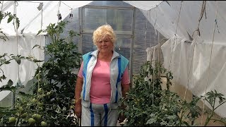 217. Важные советы для урожайных томатов
