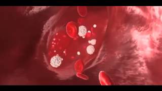 Hunger and Learning Potential | Ghrelin and the Brain