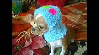 Фото. Собака. Чихуахуа в вязаной шапочке / Chihuahua in a knitted cap