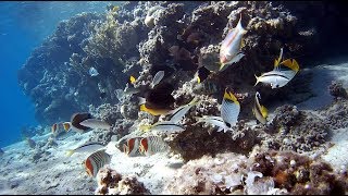 Happy Life Village - Home reef 4 (11-12/2017)