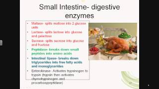 digestive system 3