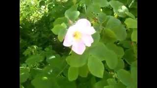 Цветение шиповника/Flowering wild rose