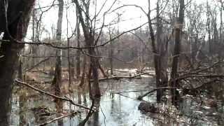 Охота на бобра в Финляндии!!/Bow hunting Beavers survival