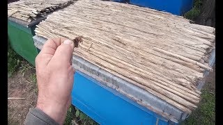 Шершень на пасеке, друзья посоветуйте какие яды применять?