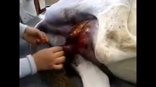 castration