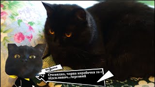 Кішка в шоці! Чорна коробочка! Хитрий котячий підсилювач! Зроби й собі такий!