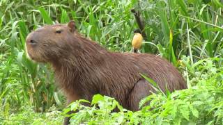 Capibara with a riding Donacobius - Pantanal, Brazil