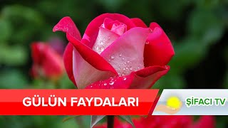 Gülün Faydaları - Frekansınızı Yükseltmek ve Daha Mutlu Hissetmek İster mi siniz?