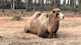 Kaiserslautern Zoo - Go-ktown.com