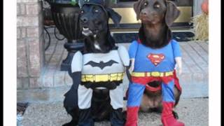 Best Dog Halloween Costumes