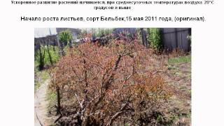 Выращивание граната в Крыму