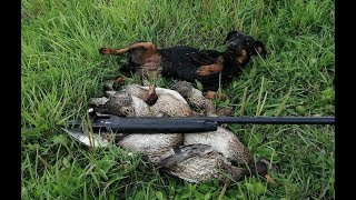 ОТКРЫТИЕ ОХОТЫ НА УТКУ 2019
